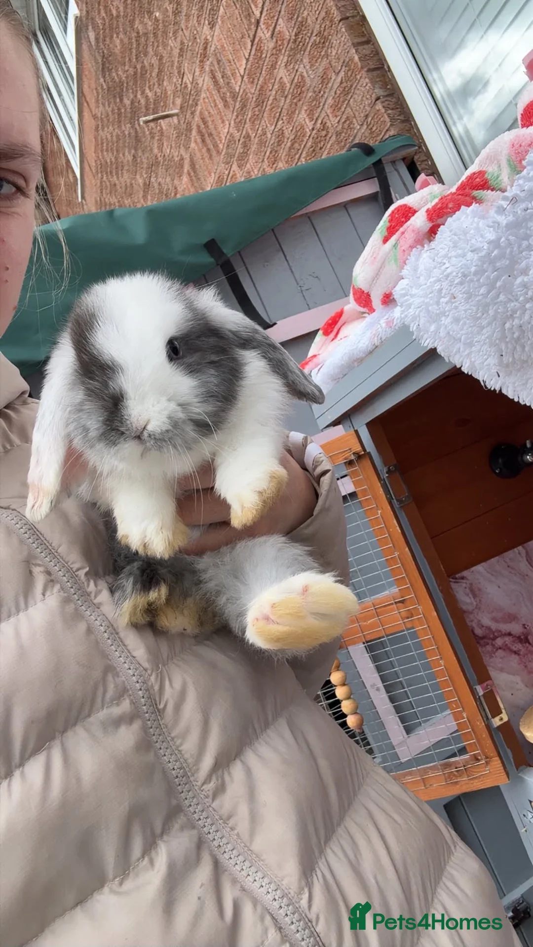 Mini Lop rabbits for sale: 🐰 Beautiful Baby Rabbits – Waiting List Now Open  - Advert 2