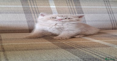 British Shorthair cats in Swadlincote - Advert 11