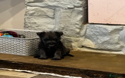 Miniature Schnauzer dogs for sale: Miniature Schnauzer Puppies  - Image 19