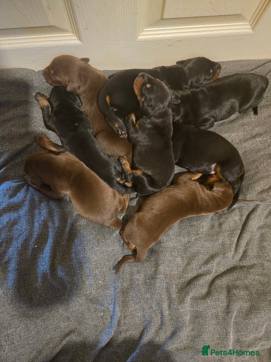 Dobermann dogs for sale: Kennel club registered Doberman puppies. - Image 2
