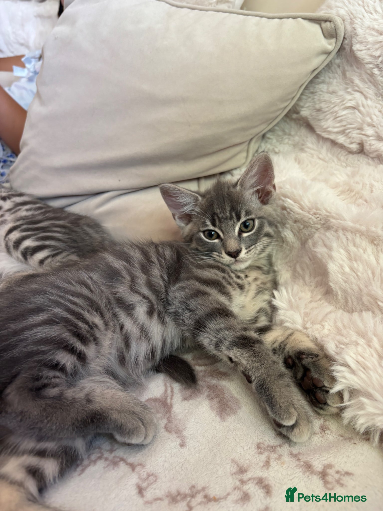 Mixed Breed cats 3 Gorgeous Kittens left 🤍 - Advert 7
