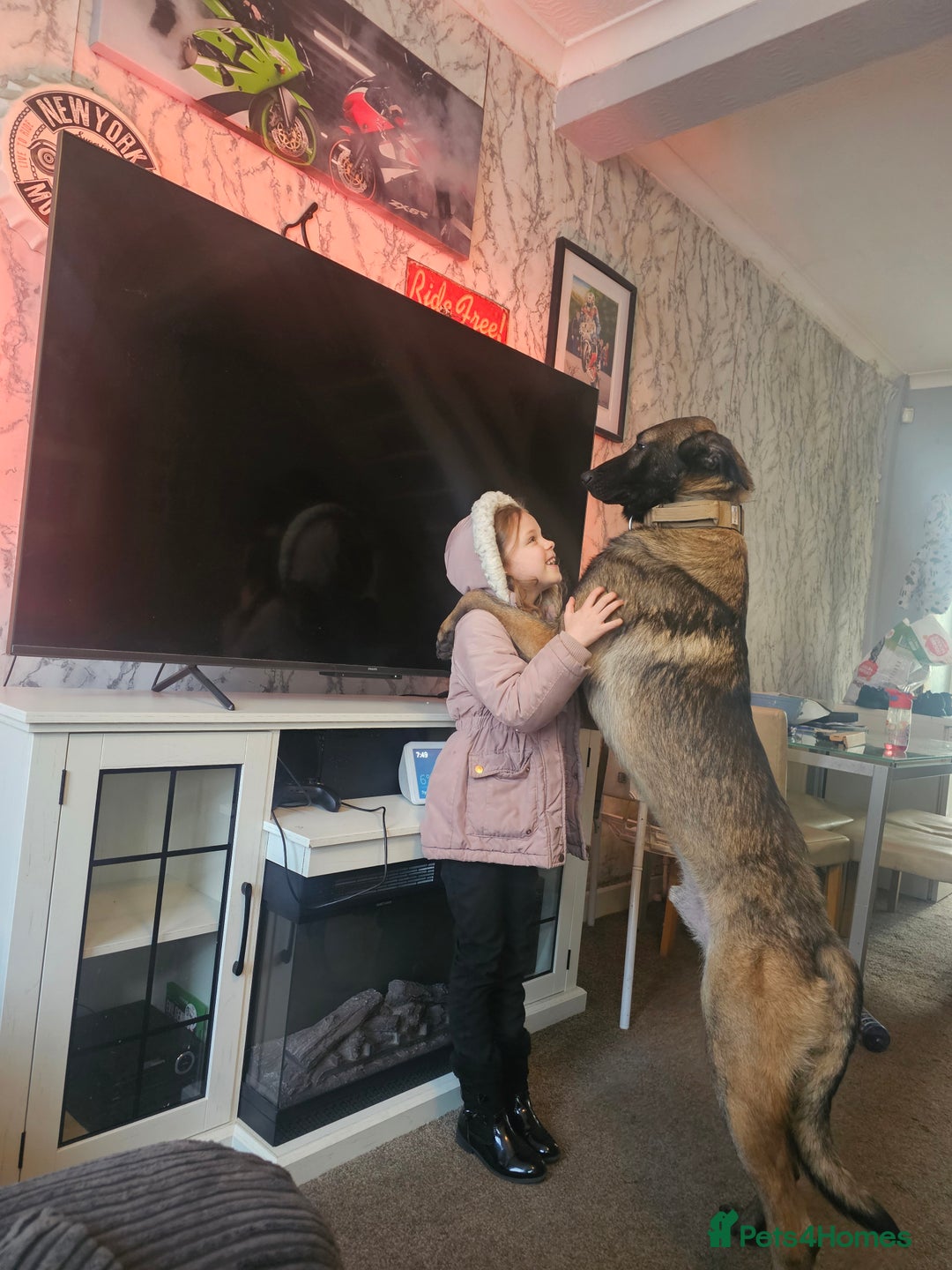 Belgian Shepherd Dog dogs for sale: 1 year old male Belgian malinois  - Image 3