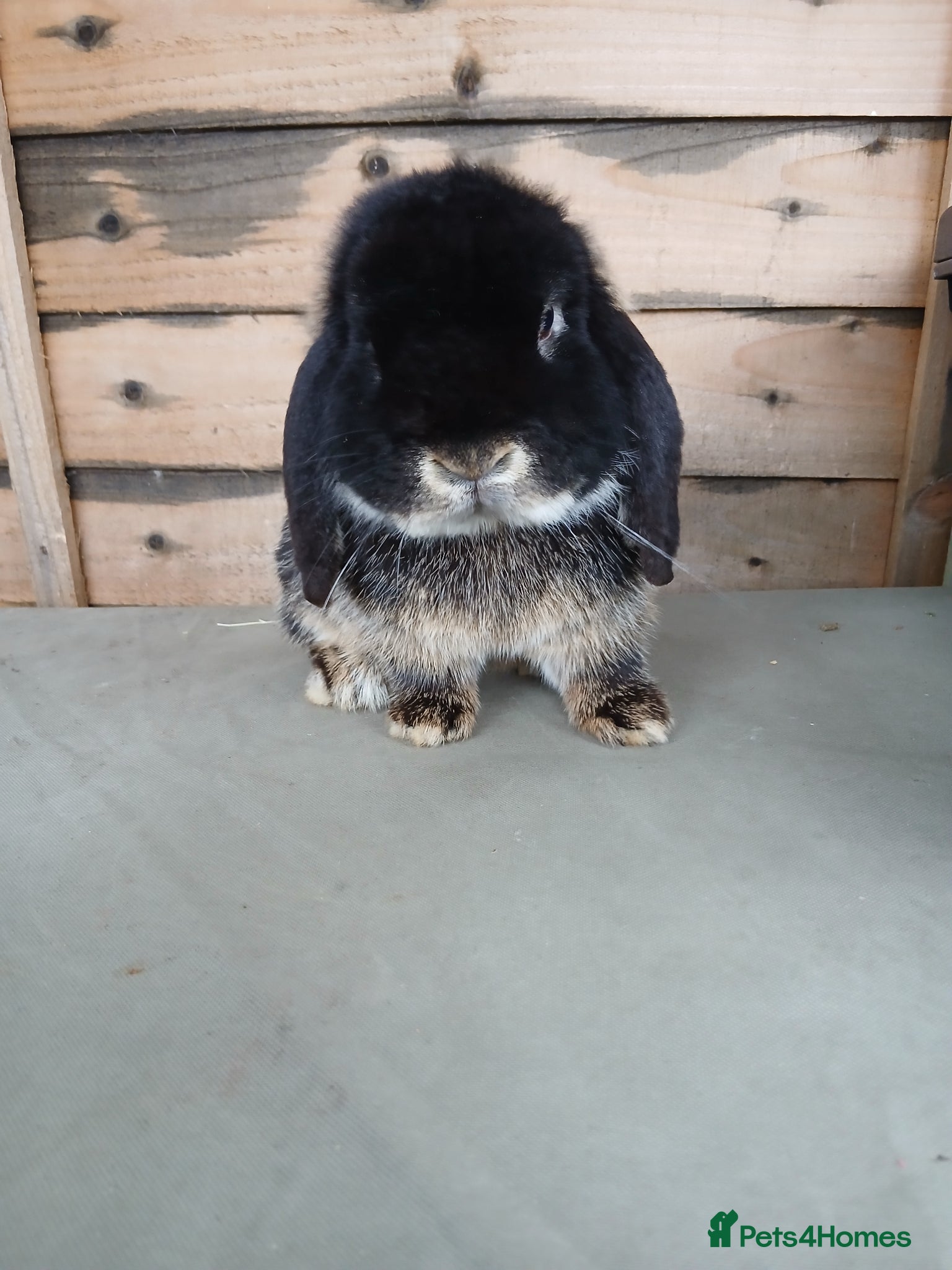 Mini Lop rabbits 1 year old vaccinated mini lop buck ready now - Advert 5