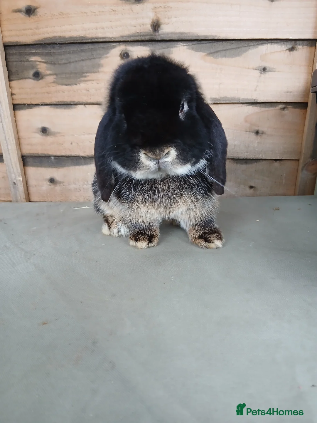 Mini Lop rabbits for sale: Very friendly mini lop buck (ON HOLD) - Advert 1