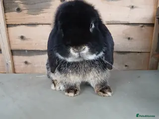 Mini Lop rabbits 1 year old vaccinated mini lop buck ready now - Advert 5