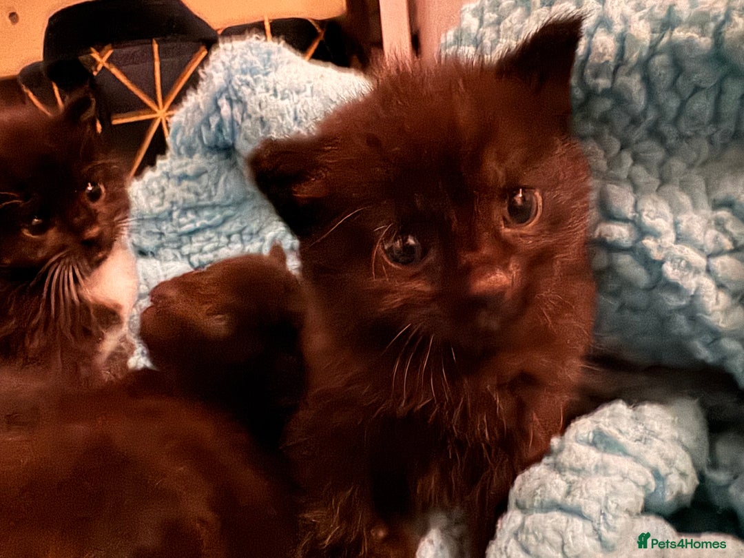 Mixed Breed cats for sale: Tuxedo kitten for sale - Image 6