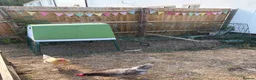 Chickens poultry for sale: Omlet eglu go up and two chickens - Advert 1
