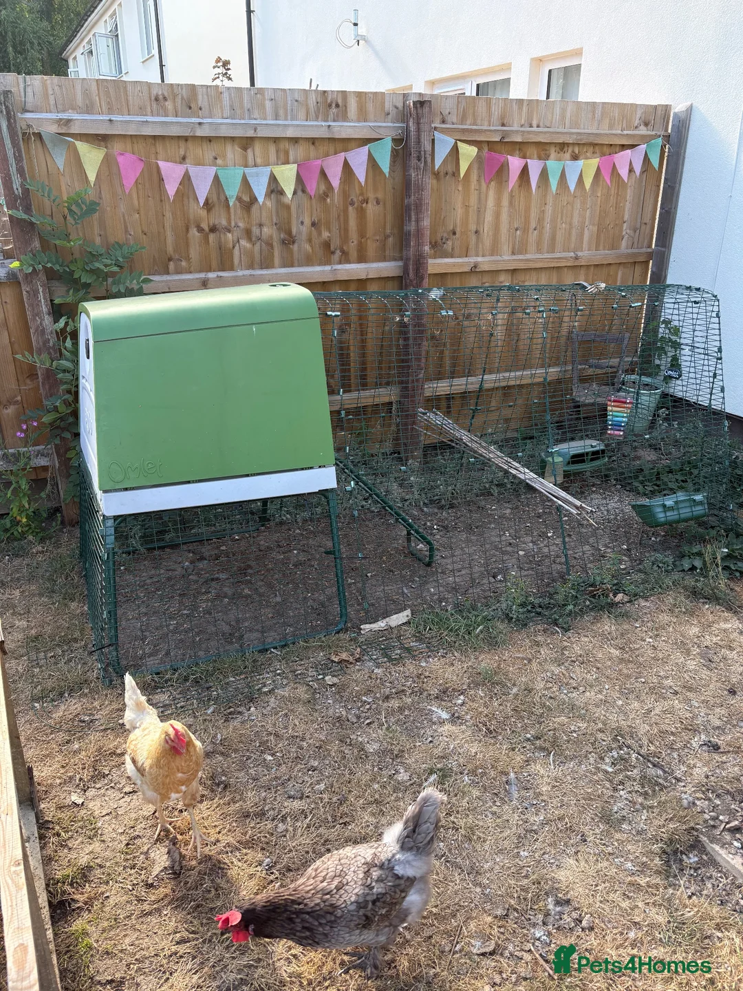 Chickens poultry for sale: Omlet eglu go up and two chickens - Advert 1