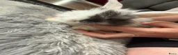 Dwarf Lop rabbits for sale: Baby kits for sale.  - Advert 16