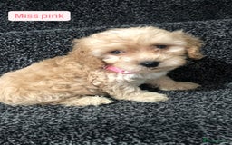 Cockapoo dogs for sale: F1b toy cockapoo puppies - Image 15