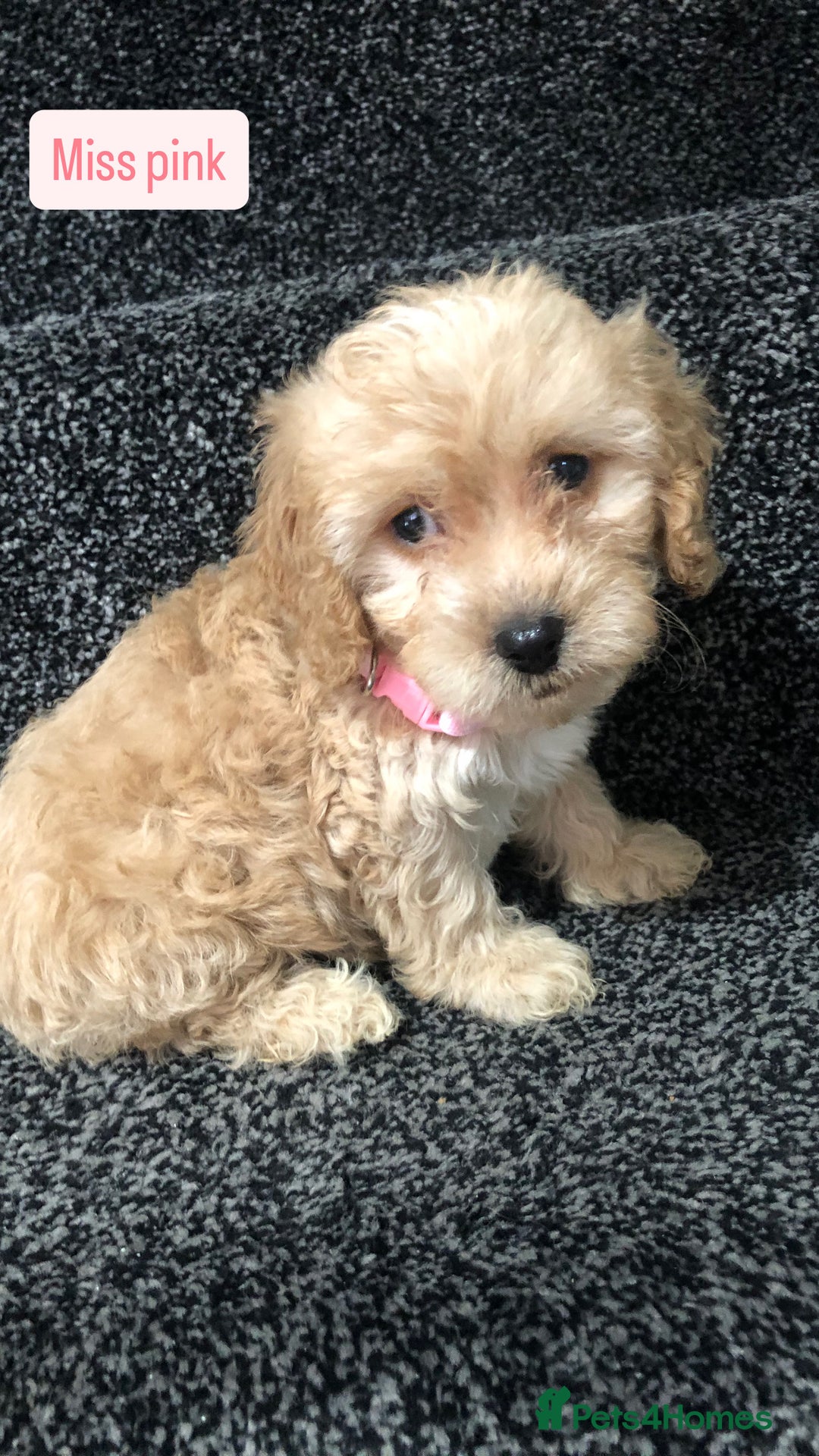 Cockapoo dogs for sale: F1b toy cockapoo puppies - Image 15