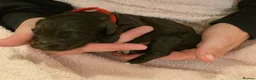 Cockapoo dogs for sale: Beautiful F1B Cockapoos 🐶 - Advert 29