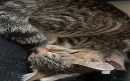 Mixed Breed cats for sale: Beautiful kittens for sale  - Image 9
