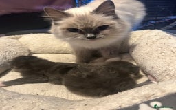 Maine Coon cats for sale: Maine coon x ragdoll  - Image 8