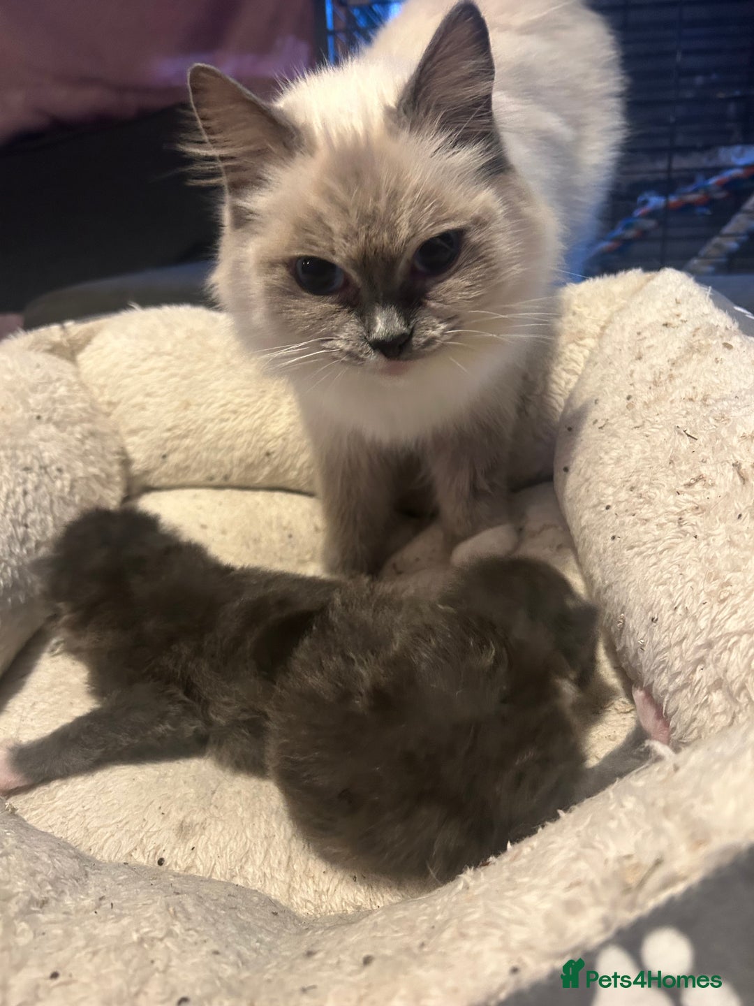 Maine Coon cats for sale: Maine coon x ragdoll  - Image 8
