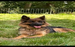 German Shepherd dogs for sale: Kc-registered German shepards puppies for sale - Image 1