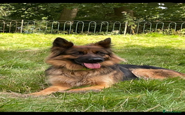 German Shepherd dogs - Advert 13