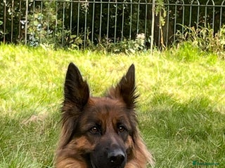 German Shepherd dogs - Advert 28