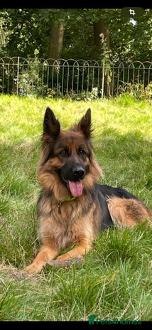 German Shepherd dogs - Advert 1