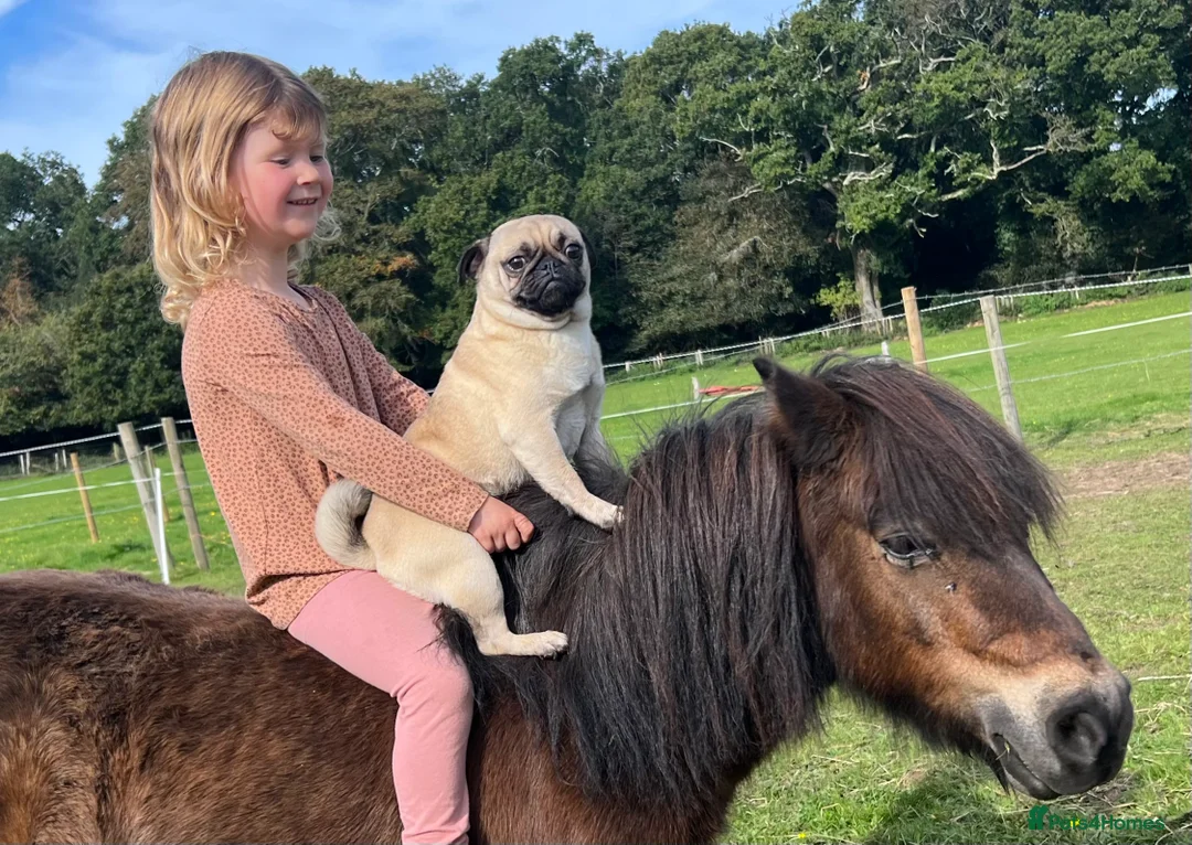 Pug dogs for sale: Lovely little pug looking for new home in Christchurch - Advert 3