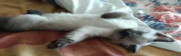 Mixed Breed cats for sale: Beautiful kitten - Advert 2