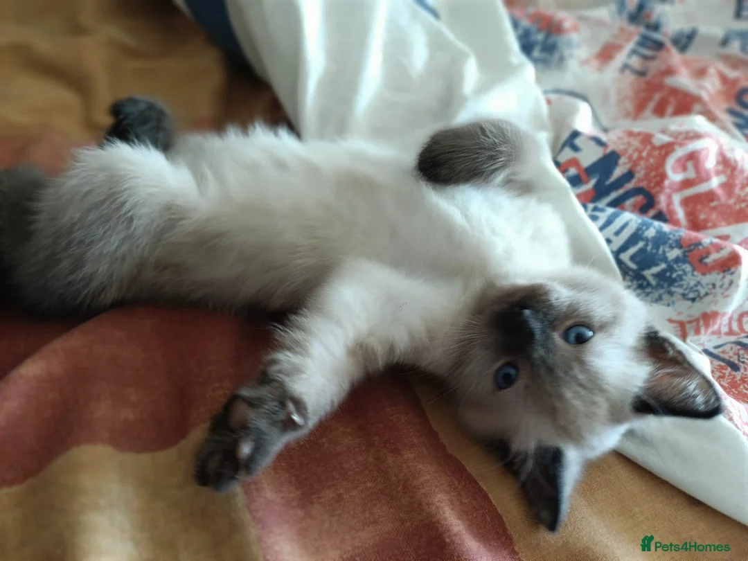 Mixed Breed cats for sale: Beautiful kitten - Advert 2
