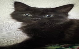 Ragdoll cats for sale: 3/4 ragdoll black kittens - Image 1