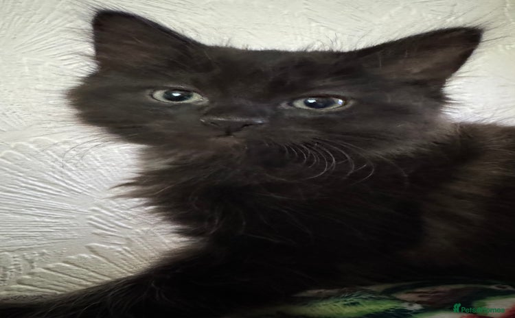 Ragdoll cats - Advert 2