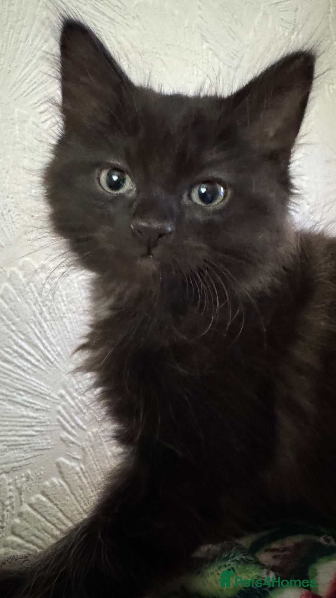 Ragdoll cats for sale: 3/4 ragdoll black kittens - Image 1