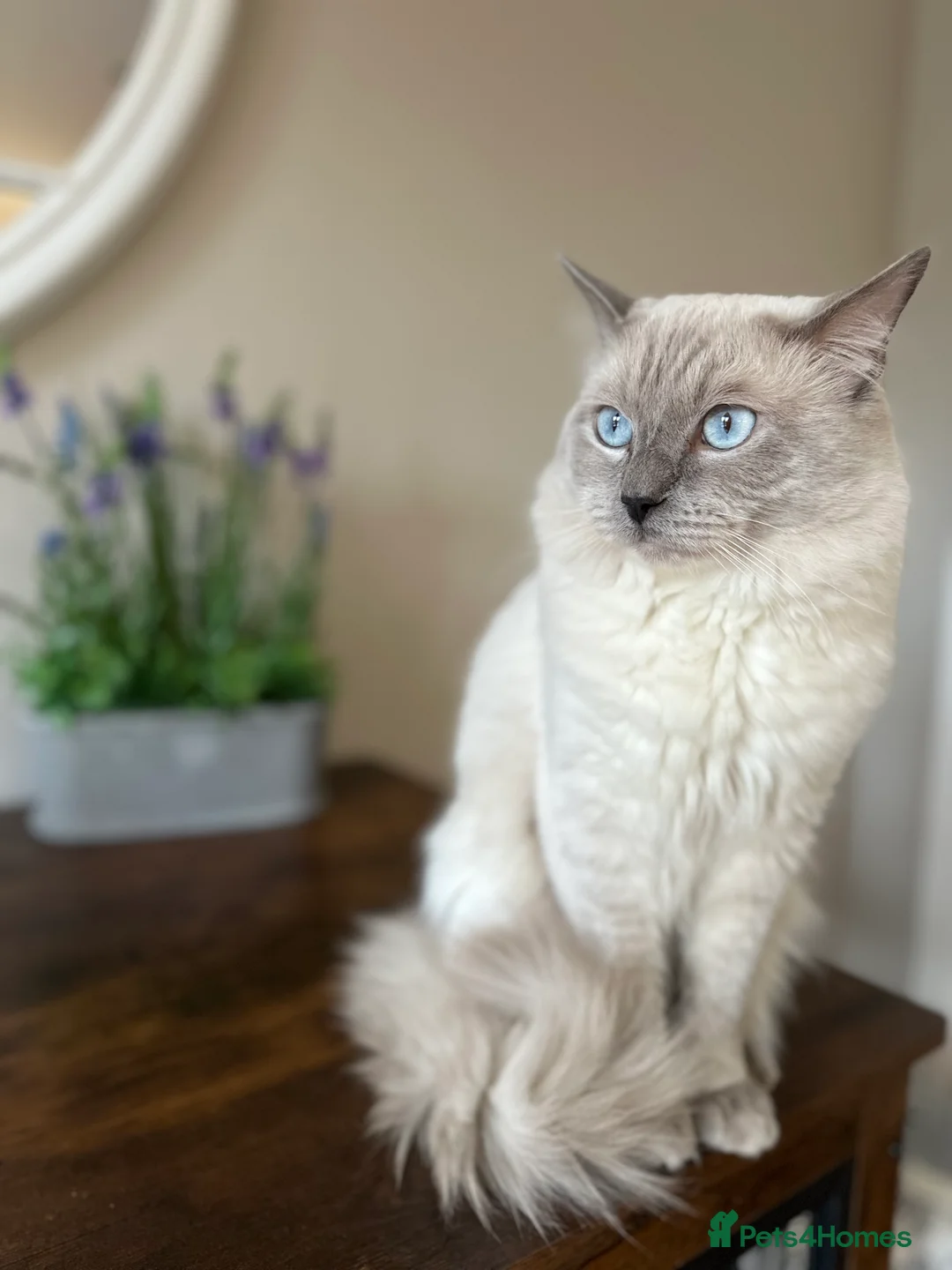 Ragdoll cats for stud: DNA TESTED🧬 Blue Point, Choc Carrier Ragdoll STUD - Advert 3
