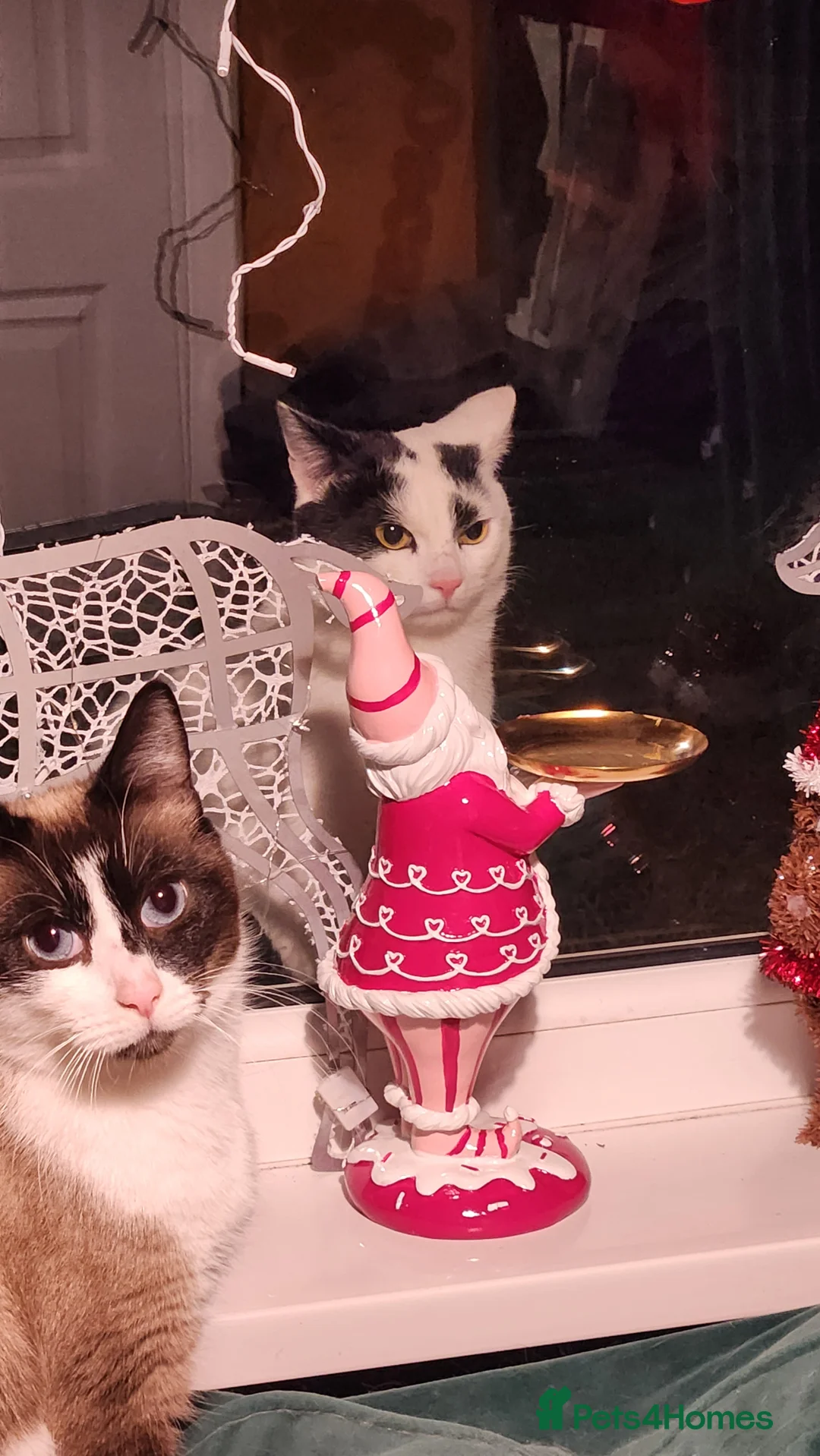 Mixed Breed cats for sale: Male ragdoll cross 2yrs - Advert 2