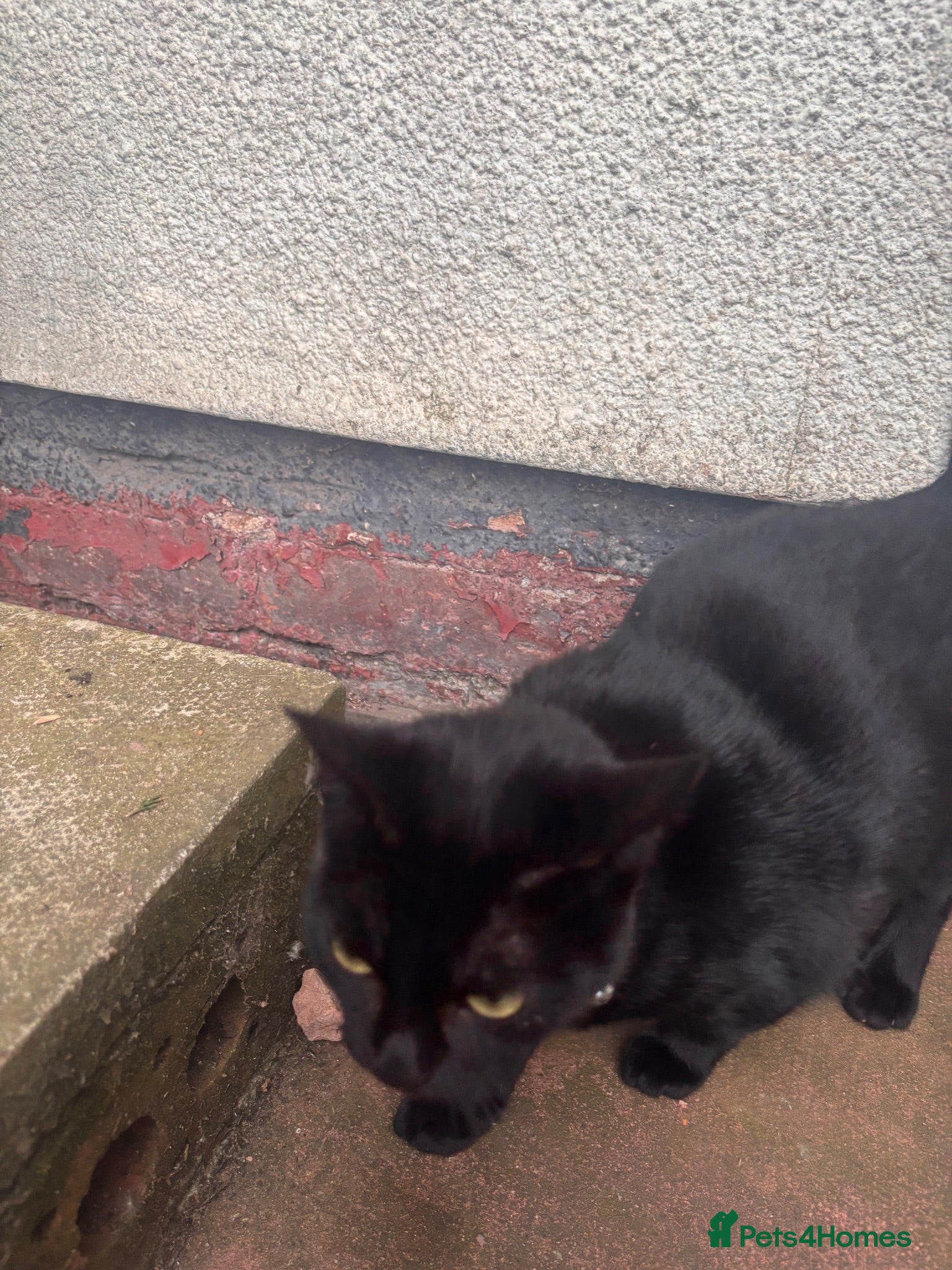 Mixed Breed cats Black beauty - Advert 1