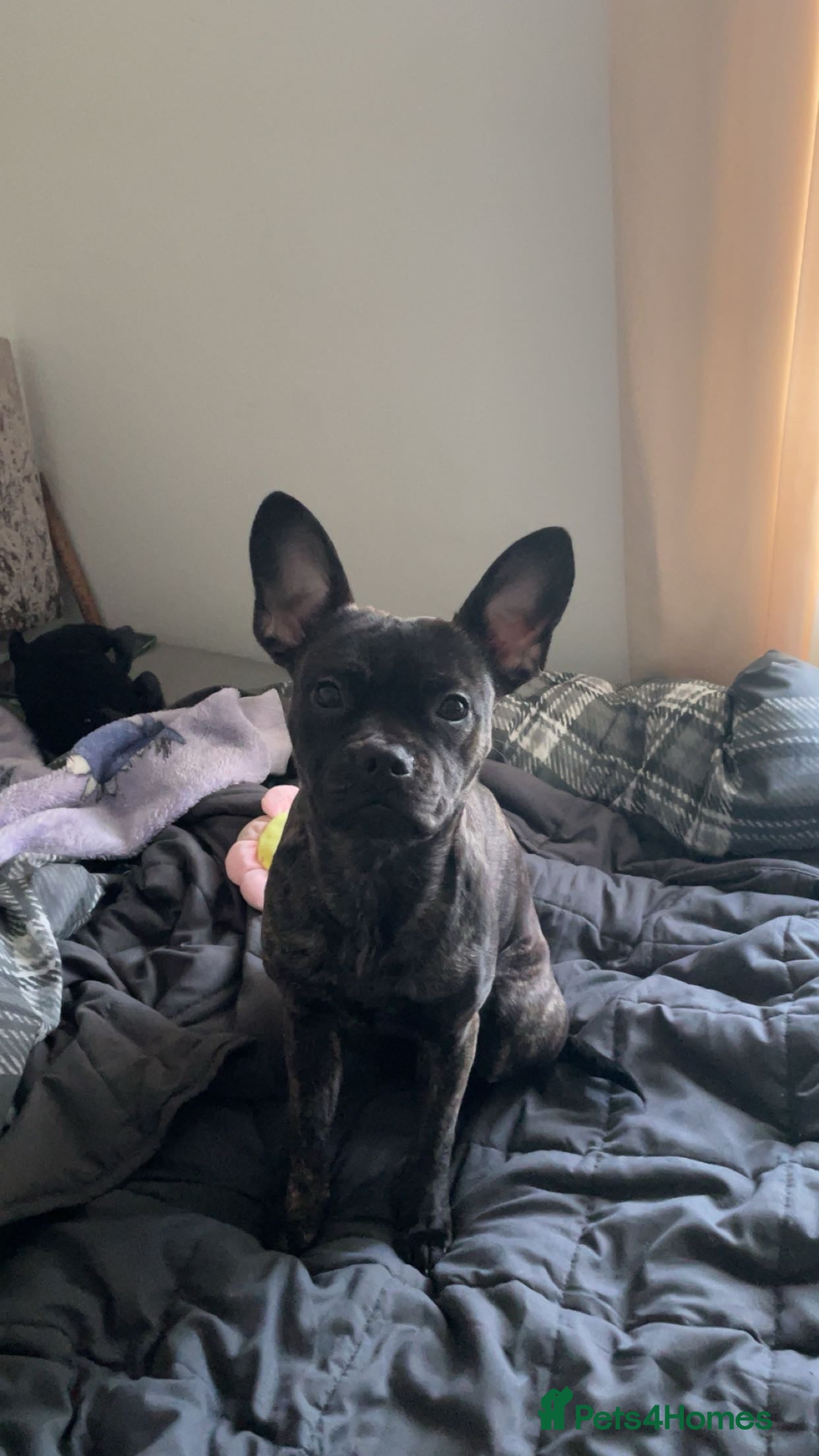 French Bulldog dogs Ivy staffy x frenchie - Advert 5