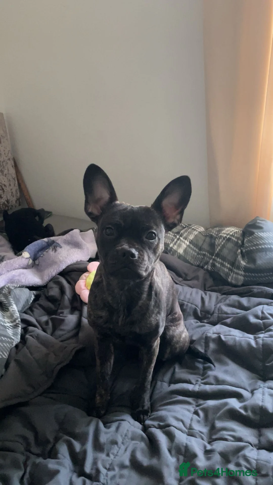 French Bulldog dogs for sale: Ivy staffy x frenchie - Advert 1