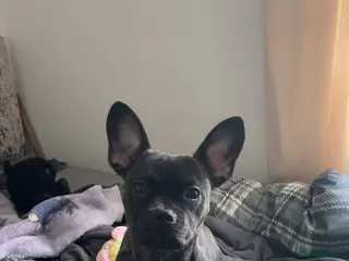 French Bulldog dogs Ivy staffy x frenchie - Advert 5