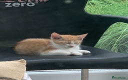 Mixed Breed cats for sale: Beautiful kittens  - Image 5
