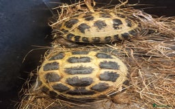 Tortoise reptiles for sale: breeding pair of Horsefield tortoises - Image 3