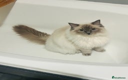 Ragdoll cats for sale: Looking for a 5 star home for my two ragdolls - Image 1