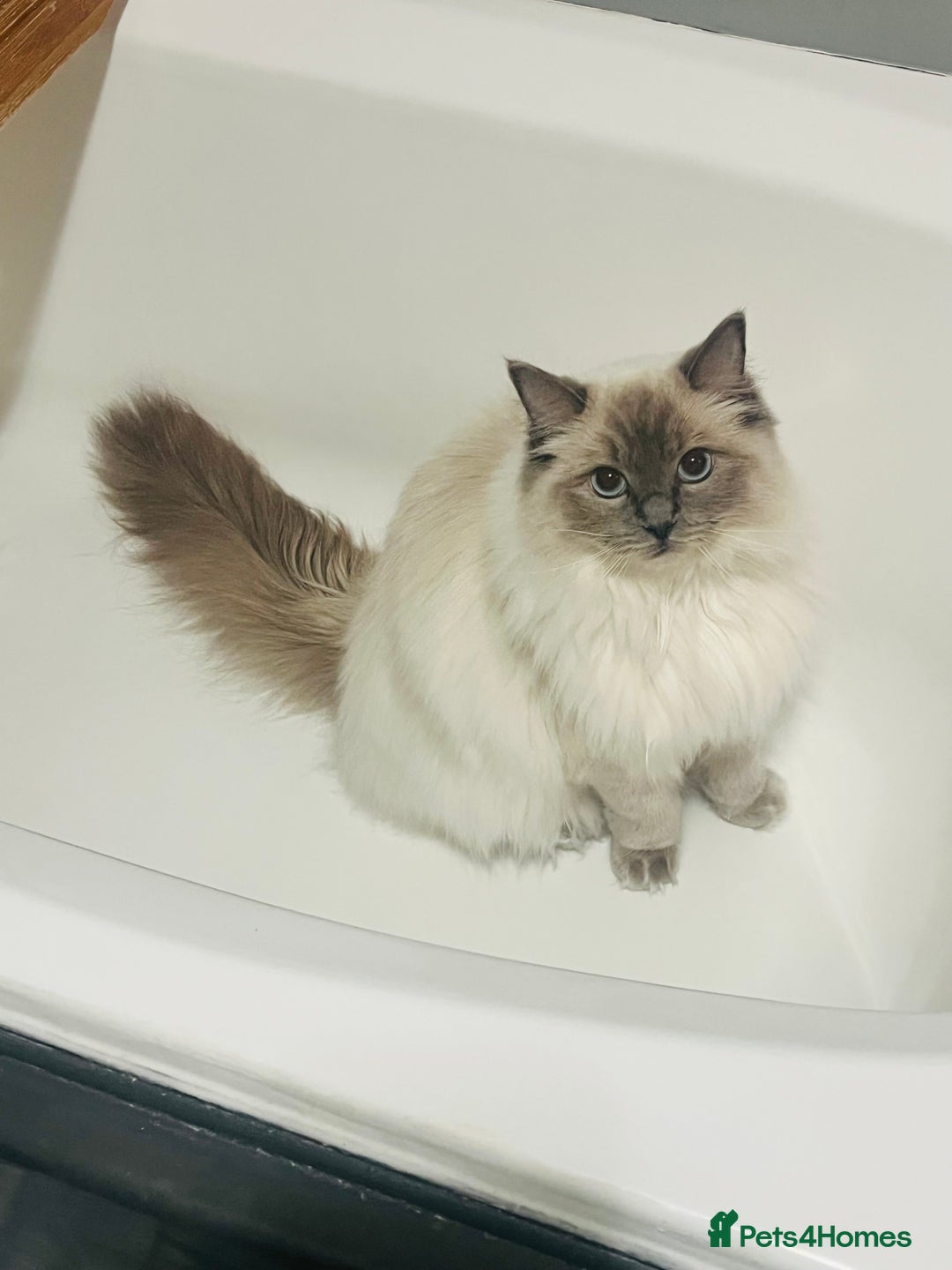 Ragdoll cats for sale: Looking for a 5 star home for my two ragdolls - Image 1