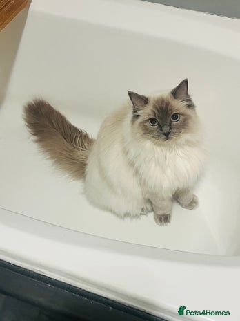Ragdoll cats - Advert 1