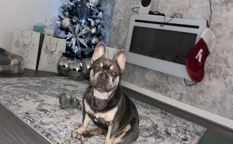 French Bulldog dogs - Advert 10