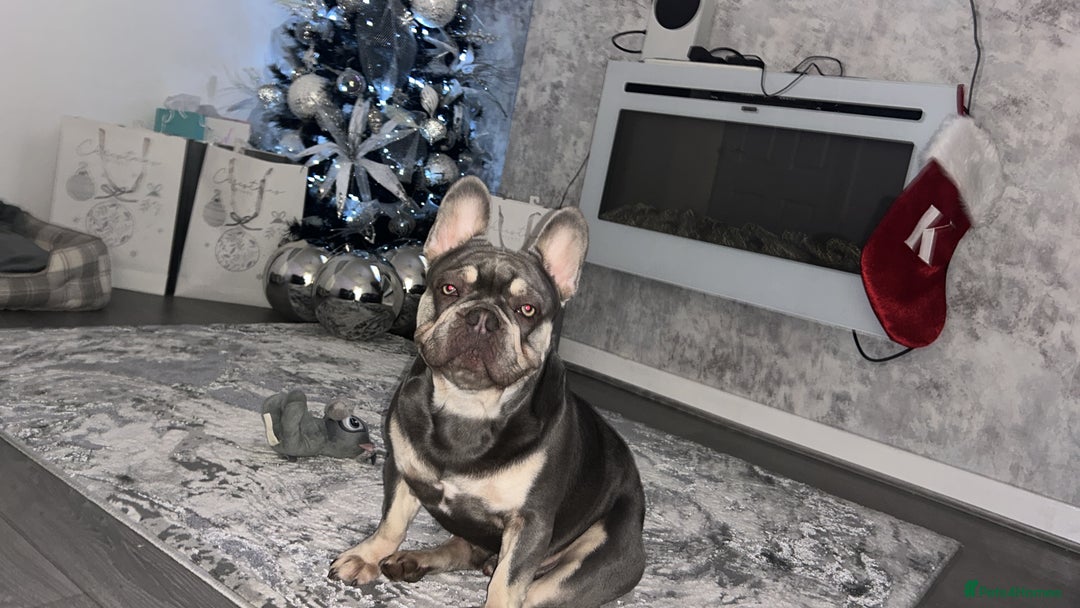 French Bulldog dogs for stud: Kobe french bulldog stud - Image 1