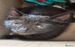 Mixed Breed cats for sale: 2 females 1 male  - Image 7
