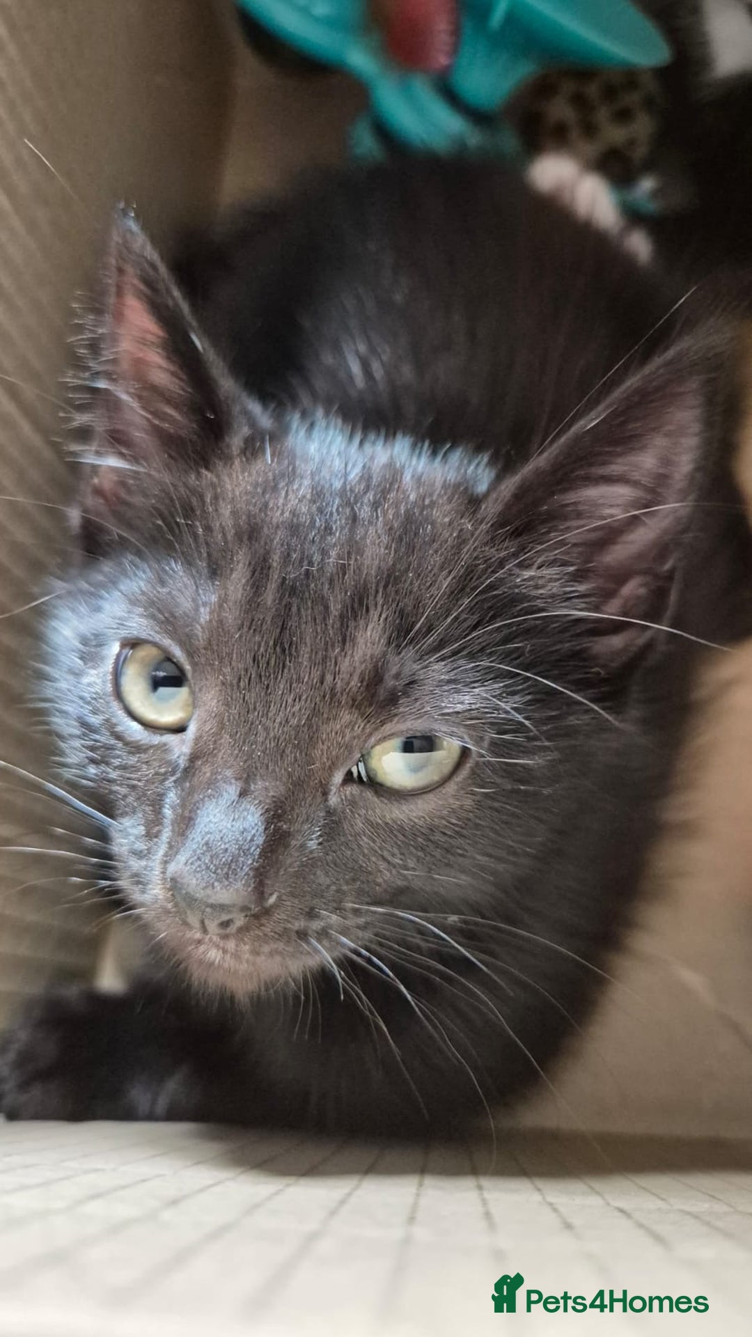 Mixed Breed cats for sale: 2 females 1 male  - Image 7