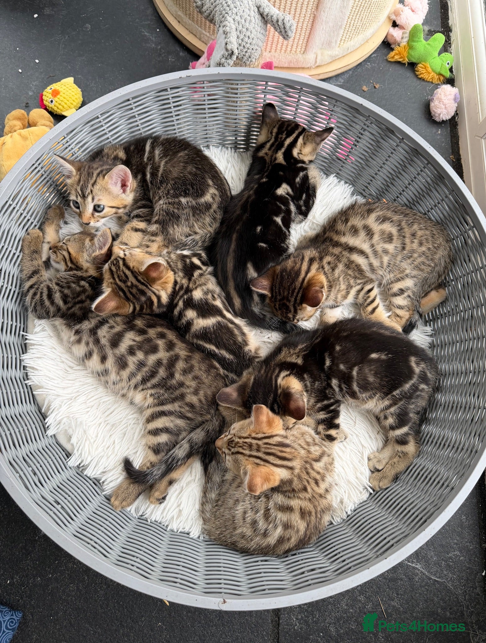 Bengal cats 7 Bengal kittens Mum Tica registered ONE GIRL LEFT - Advert 2