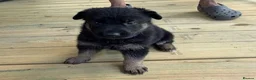 German Shepherd dogs for sale: Blood champions german shepherd puppies  in Hull - Advert 3