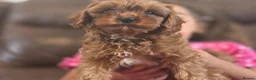 Cavapoo dogs for sale: Toy Cavapoo - Advert 6