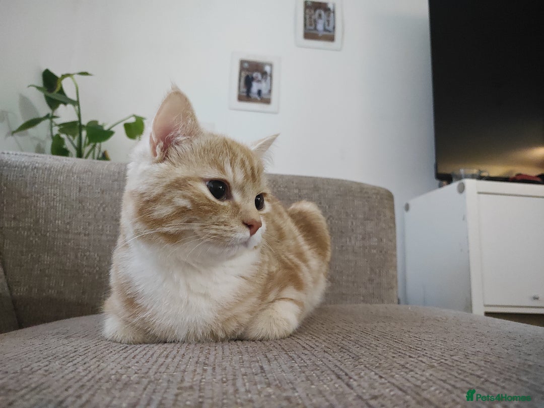 Mixed Breed cats for sale: Indoor, Half Persian Cat – Ideal for a Quiet Home - Image 11