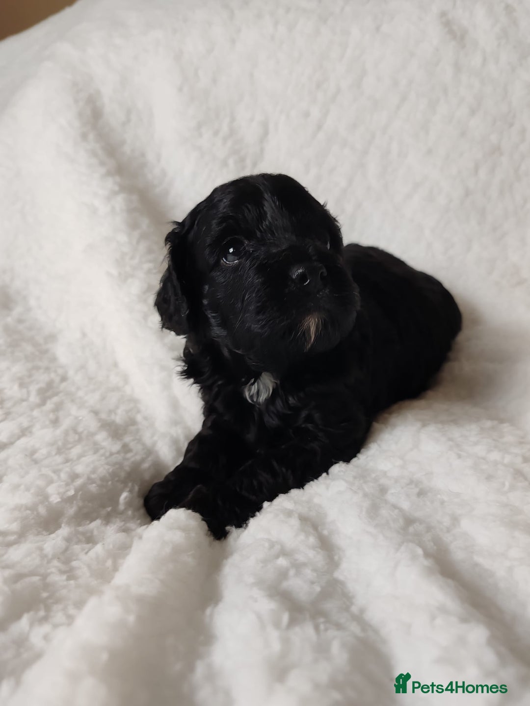 Cavapoo dogs for sale: F1 Cavapoo - Advert 4