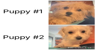 Mixed Breed dogs - Advert 7